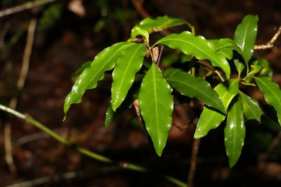 Actephila mooreana, photographed by Greg Tasney