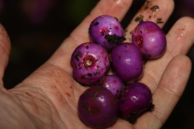 Syzygium crebrinerve, photographed by Greg Tasney