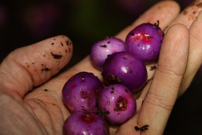 Syzygium crebrinerve, photographed by Greg Tasney