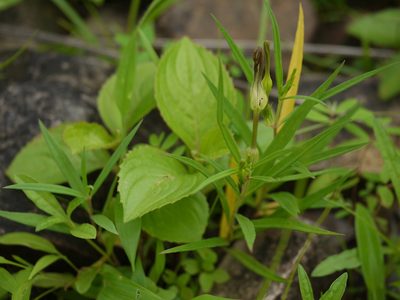 Ceropegia anantii, photographed by Dinesh Valke