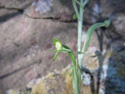Habenaria arenaria, photographed by douglaseustonbrown