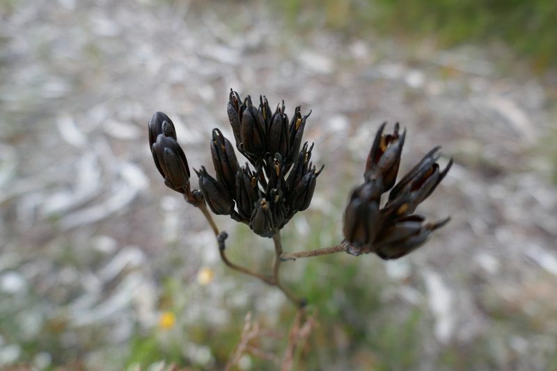 Haemodorum planifolium, photographed by Gary Williams