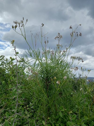 Senecio linifolius, photographed by Christiaan Viljoen