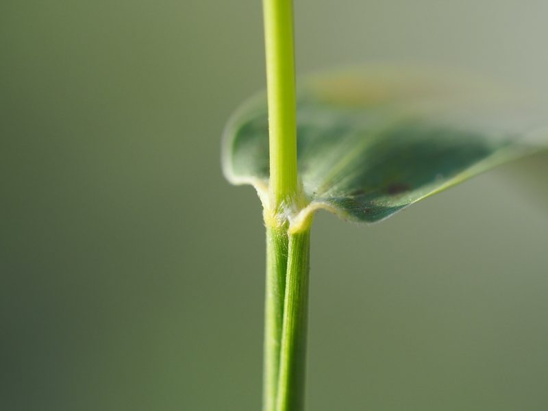 Setaria verticillata, photographed by 葉子