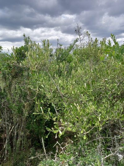 Brachylaena elliptica, photographed by Christiaan Viljoen