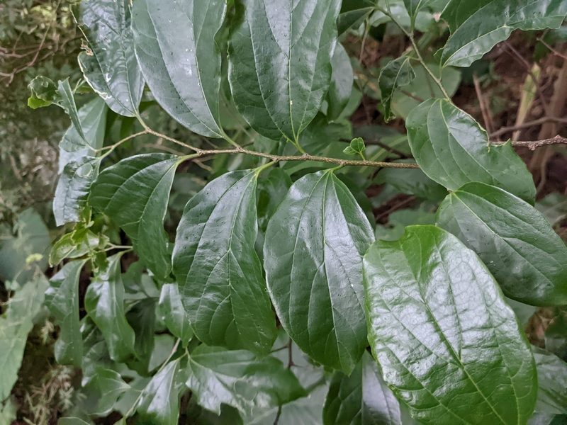 Celtis tetrandra, photographed by Jie-Hao Ou