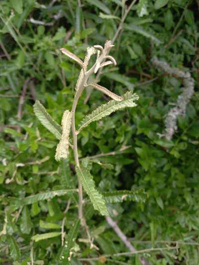 Brachylaena elliptica, photographed by Christiaan Viljoen