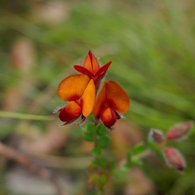 Oxylobium cordifolium, photographed by Gary Williams