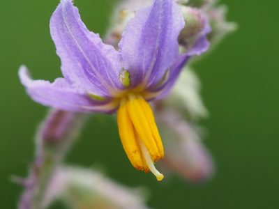 Solanum violaceum, photographed by 葉子