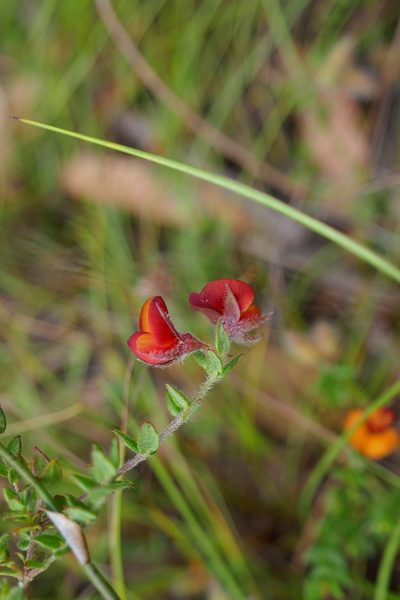 Oxylobium cordifolium, photographed by Gary Williams
