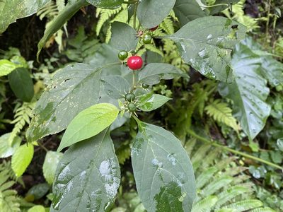 Lycianthes biflora, photographed by 古淑玲