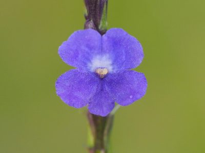 Stachytarpheta urticifolia, photographed by 葉子