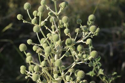 Eryngium horridum, photographed by Florencia Grattarola