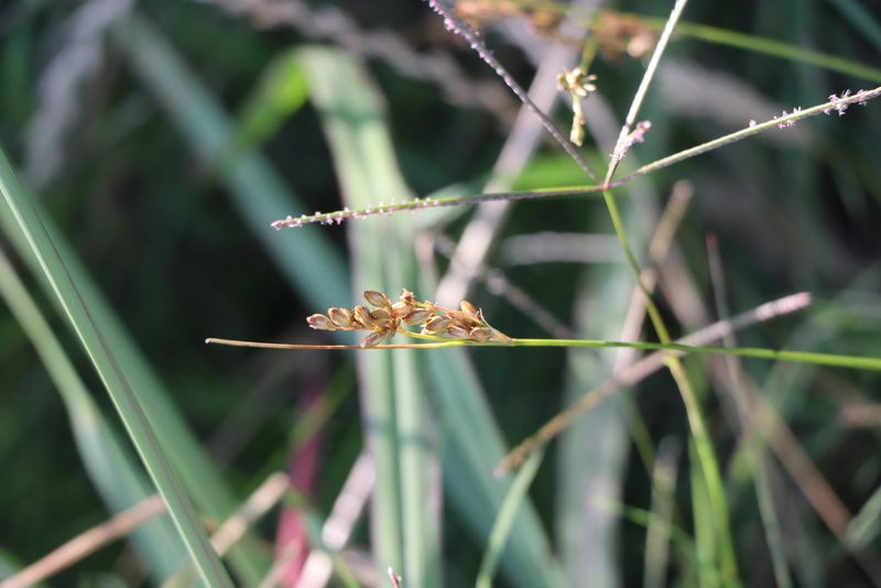 Juncus imbricatus, photographed by Florencia Grattarola