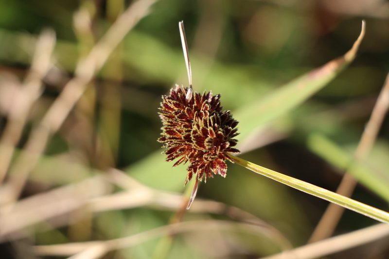 Cyperus reflexus, photographed by Florencia Grattarola