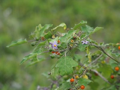 Solanum violaceum, photographed by 葉子