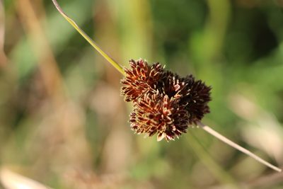 Cyperus reflexus, photographed by Florencia Grattarola