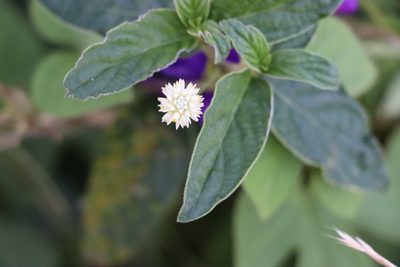 Gomphrena elegans, photographed by Florencia Grattarola