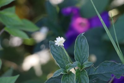 Gomphrena elegans, photographed by Florencia Grattarola