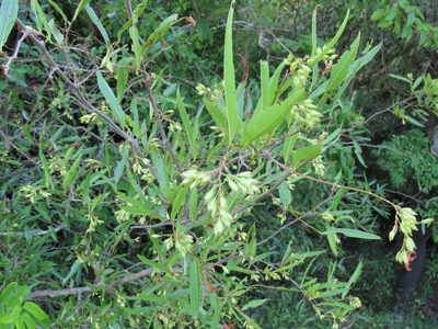 Ruprechtia salicifolia, photographed by Florencia Grattarola