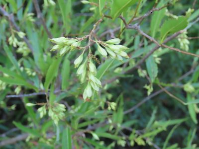 Ruprechtia salicifolia, photographed by Florencia Grattarola