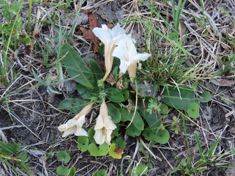 Ruellia morongii, photographed by Florencia Grattarola