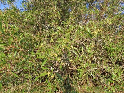 Ruprechtia salicifolia, photographed by Florencia Grattarola