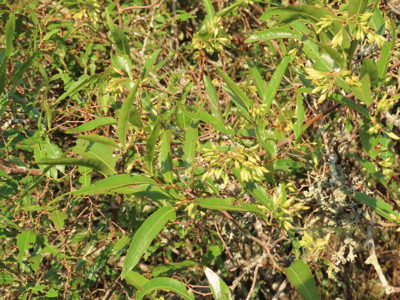 Ruprechtia salicifolia, photographed by Florencia Grattarola