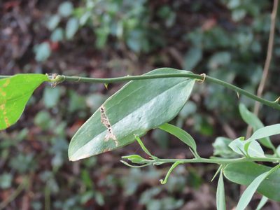 Smilax campestris, photographed by Florencia Grattarola