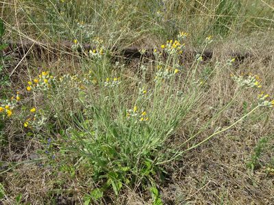 Pilosella echioides, photographed by Grzegorz Grzejszczak