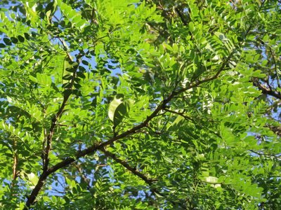 Gleditsia amorphoides, photographed by Florencia Grattarola