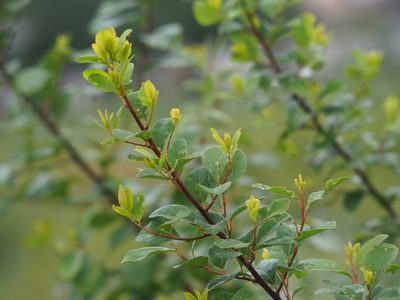 Flueggea virosa, photographed by 葉子