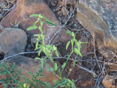 Sida spinosa, photographed by Florencia Grattarola