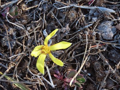 Zephyranthes americana, photographed by Florencia Grattarola