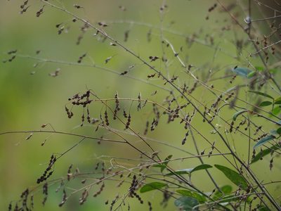 Desmodium tortuosum, photographed by 葉子