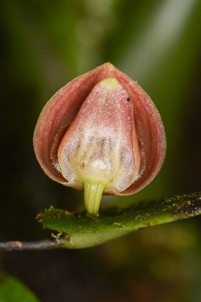 Pleurothallis palliolata, photographed by Trevor Van Loon