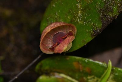 Pleurothallis palliolata, photographed by Trevor Van Loon