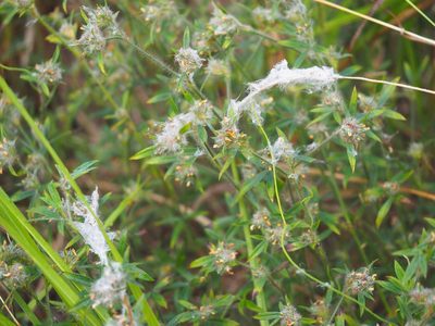 Stylosanthes guianensis, photographed by 葉子