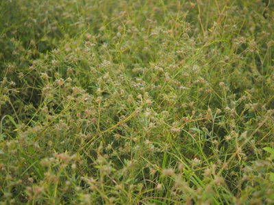 Stylosanthes guianensis, photographed by 葉子
