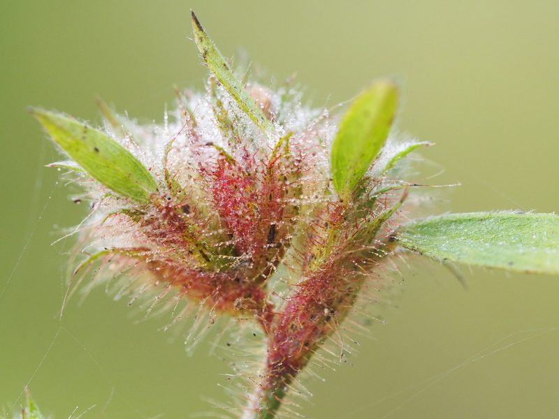 Stylosanthes guianensis, photographed by 葉子