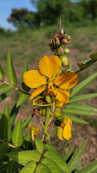 Senna scabriuscula, photographed by Tomás Tamagno