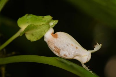 Drymonia lanceolata, photographed by Trevor Van Loon