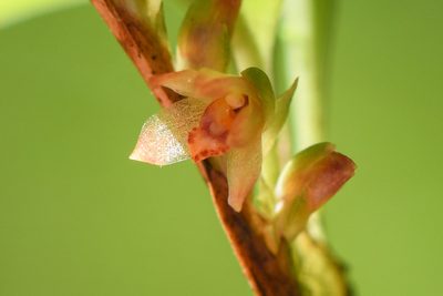 Maxillaria minus, photographed by Trevor Van Loon
