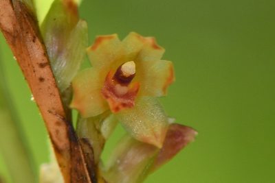 Maxillaria minus, photographed by Trevor Van Loon