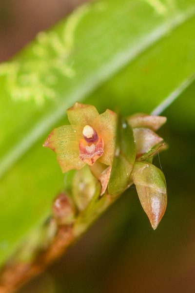 Maxillaria minus, photographed by Trevor Van Loon