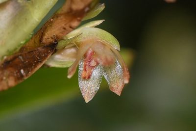 Maxillaria minus, photographed by Trevor Van Loon