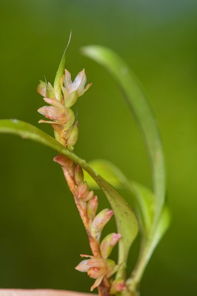 Maxillaria minus, photographed by Trevor Van Loon