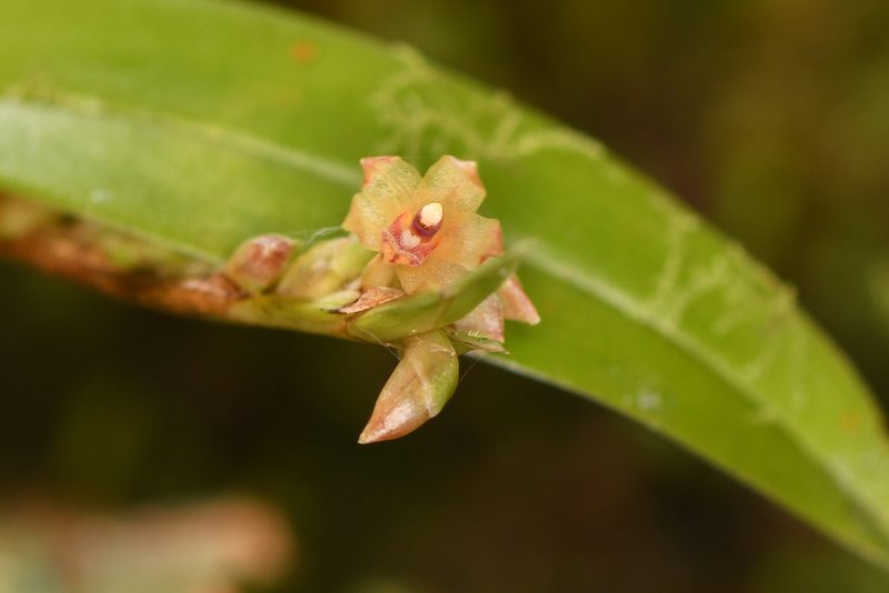 Maxillaria minus, photographed by Trevor Van Loon