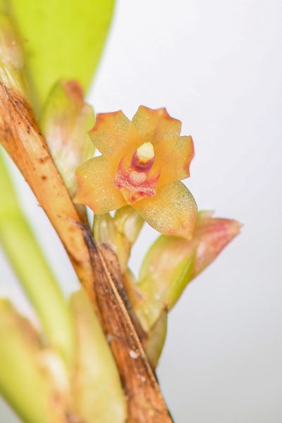 Maxillaria minus, photographed by Trevor Van Loon