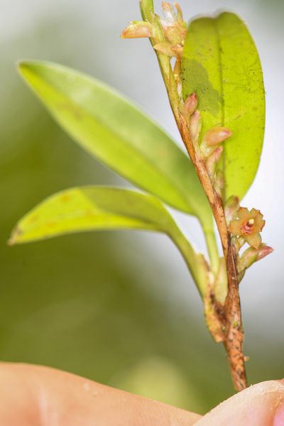 Maxillaria minus, photographed by Trevor Van Loon